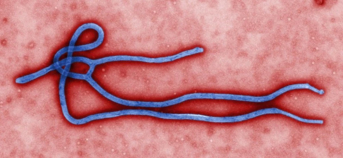 UN POSIBIL LEAC PENTRU EBOLA, DESCOPERIT INTR-O PLANTA ASIATICA