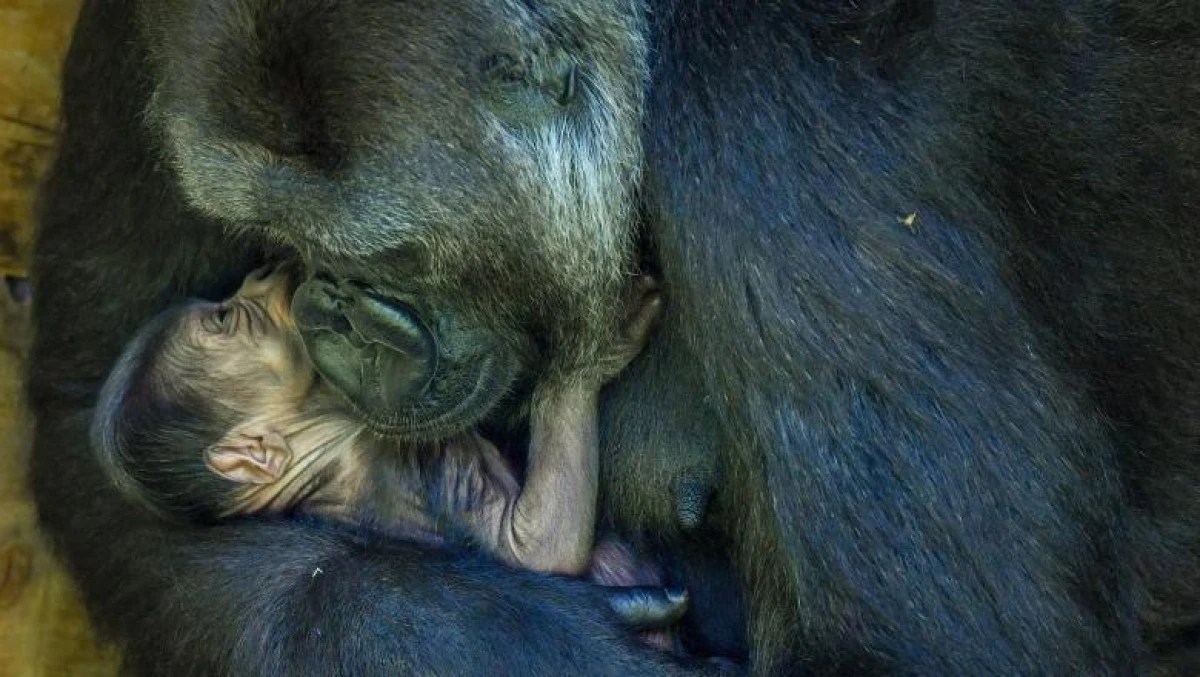 Un pui de gorilă dintr-o specie pe cale de dispariție s-a născut la grădina zoologică din Bristol