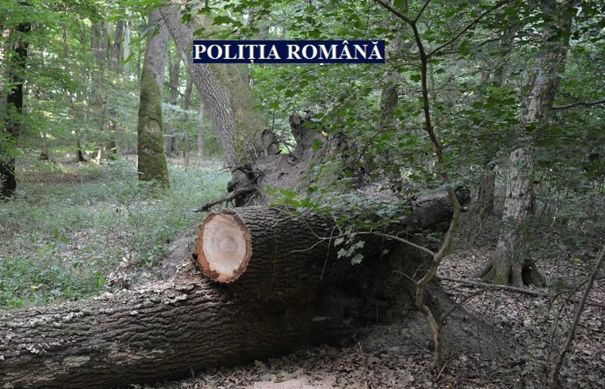 Un șofer din Ineu, prins cu alcoolemie record și cu material lemnos furat