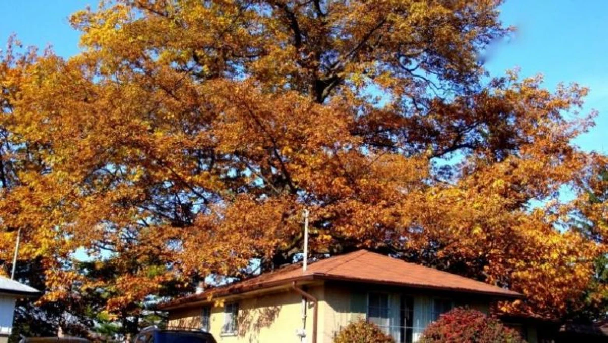 Un stejar mai bătrân decât Canada, salvat de primăria din Toronto