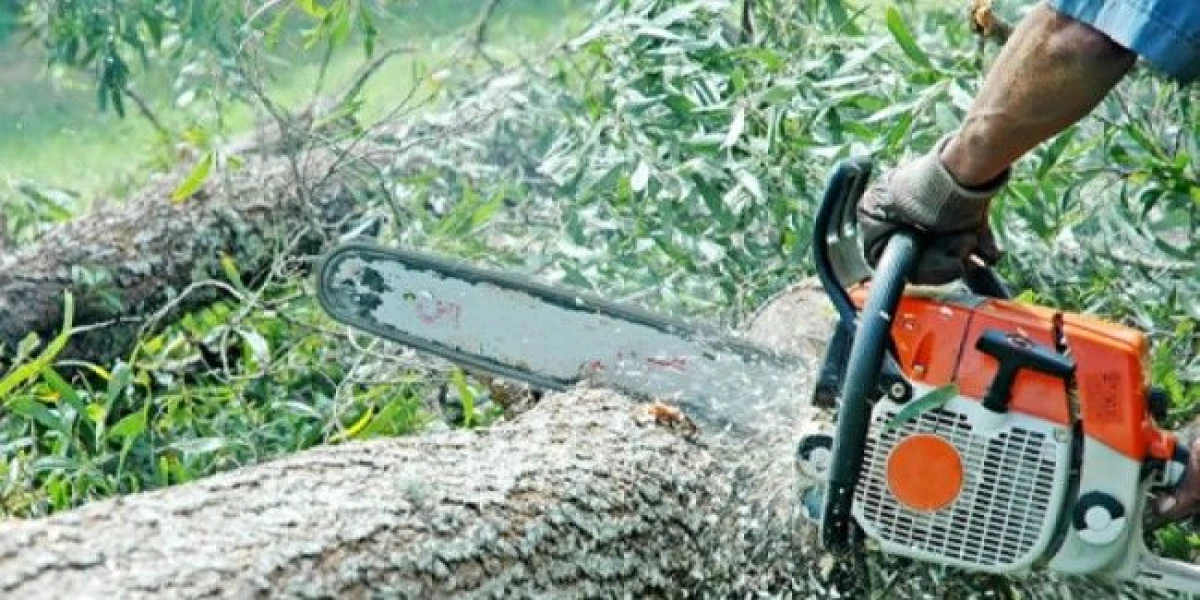 UN TANAR DIN GROSENI A TAIAT ILEGAL SAPTE ARBORI