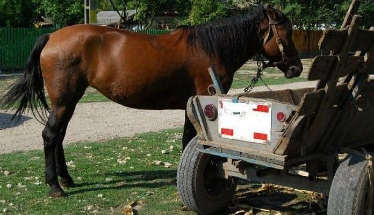 Un tânăr din Răpsig a furat un cal și l-a vândut în Bihor