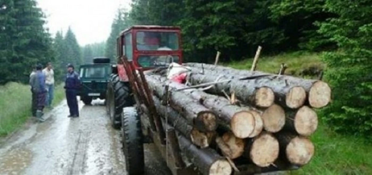 Un tânăr din Ususău, prins după ce a tăiat și transportat ilegal lemne
