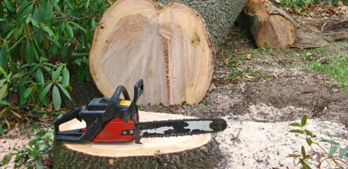 Un tânăr din Vârfurile, cercetat pentru tăiere ilegală de arbori