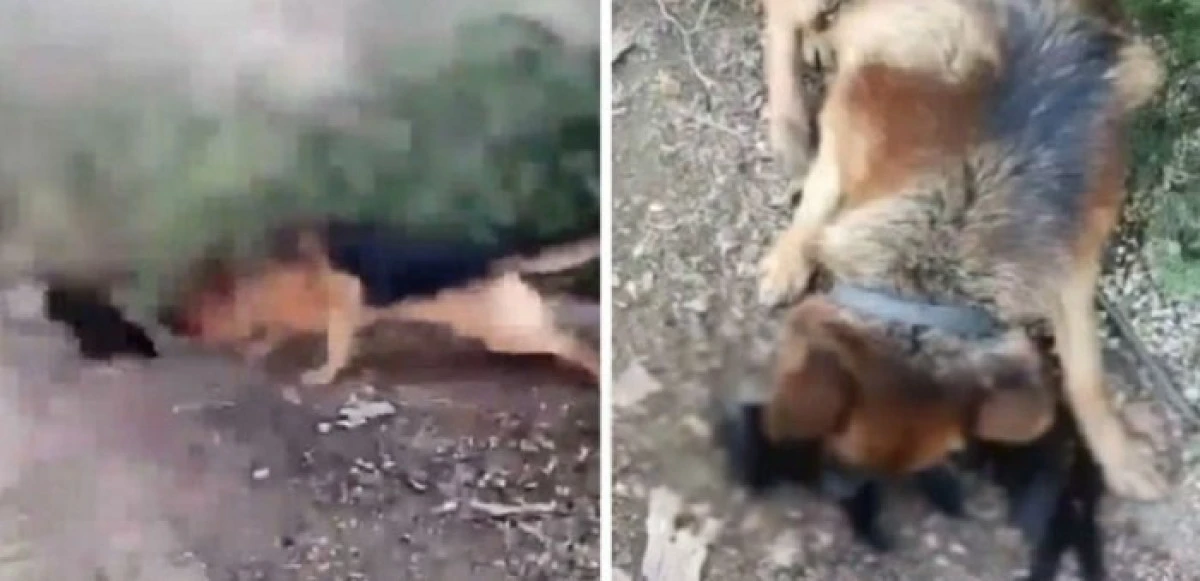 Un tânăr din vestul țării și-a filmat câinele în timp ce ucide o pisică