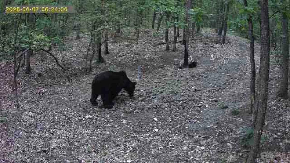 Un urs a fost surprins într-o pădure din zona Șiștarovăț. Autoritățile au emis o avertizare