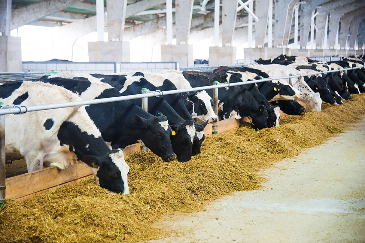 Ungaria acuză un „atac biologic”, care ar fi provocat focarul de febră aftoasă