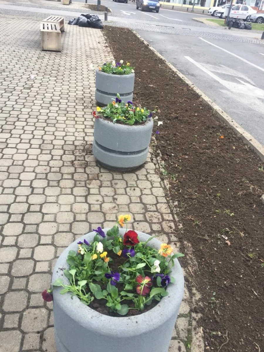 Universul Verde plantează panseluţe, deşi suntem în prag de iarnă
