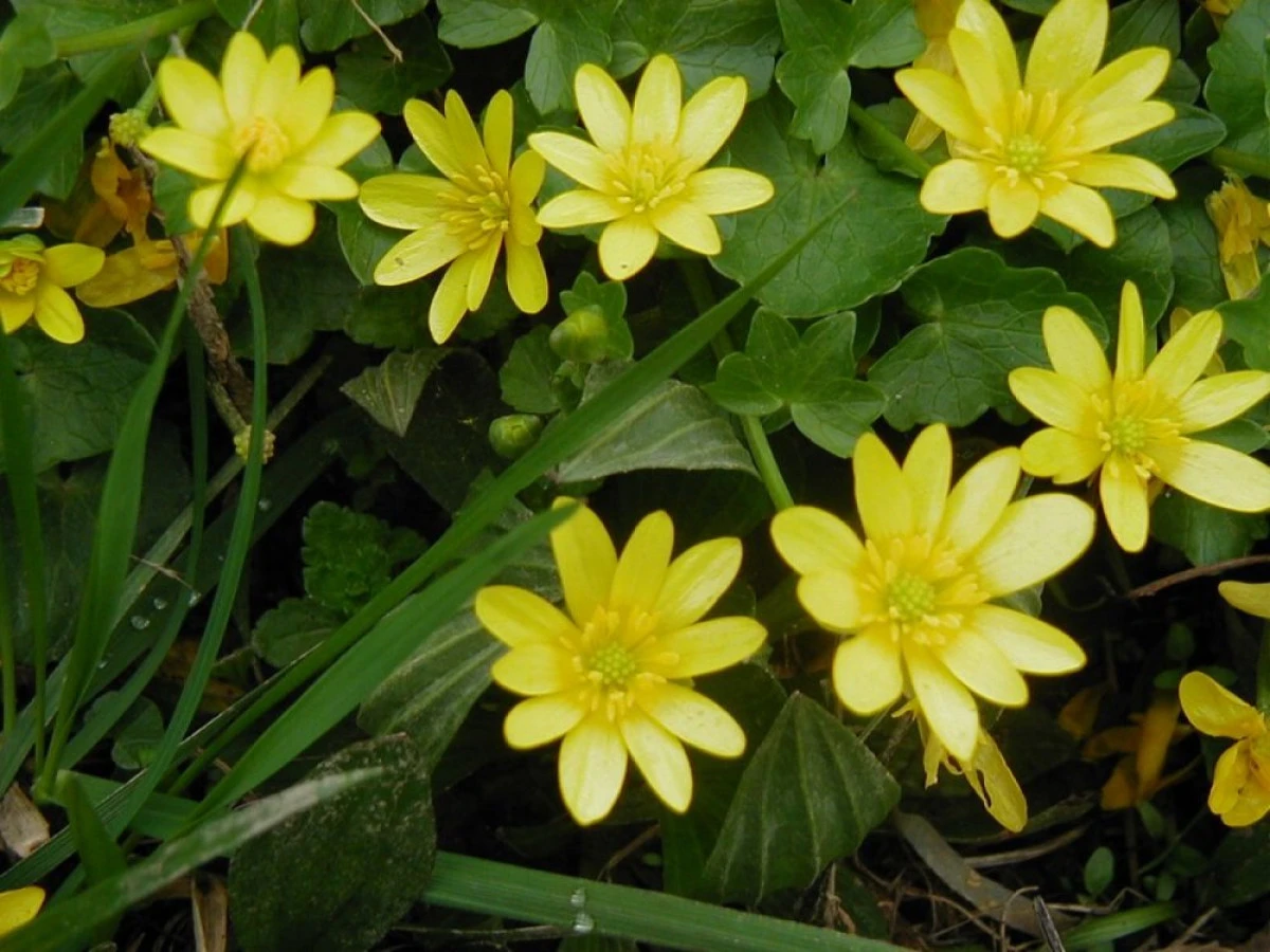 UNTISORUL -  PLANTA CARE REGENEREAZA SANGELE