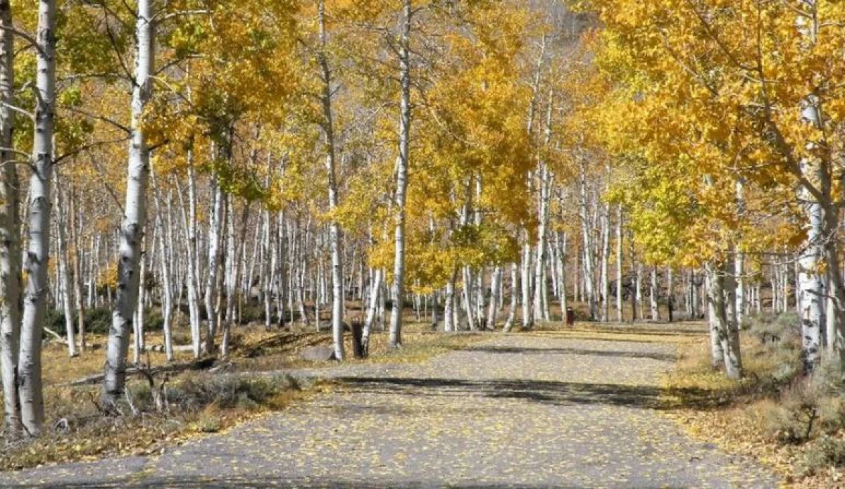 Unul dintre cele mai mari organisme vii de pe Terra este pe moarte