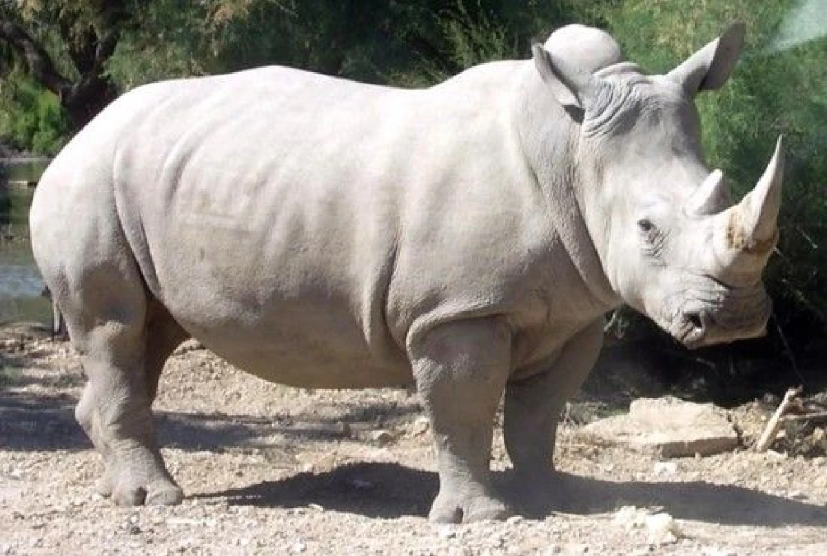 UNUL DINTRE ULTIMII RINOCERI ALBI A MURIT INTR-O GRADINA ZOOLOGICA DIN SAN DIEGO