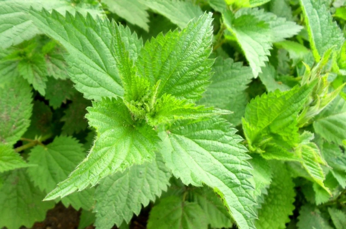 URZICA- PLANTA DE SEZON CU PROPRIETATI DIURETICE