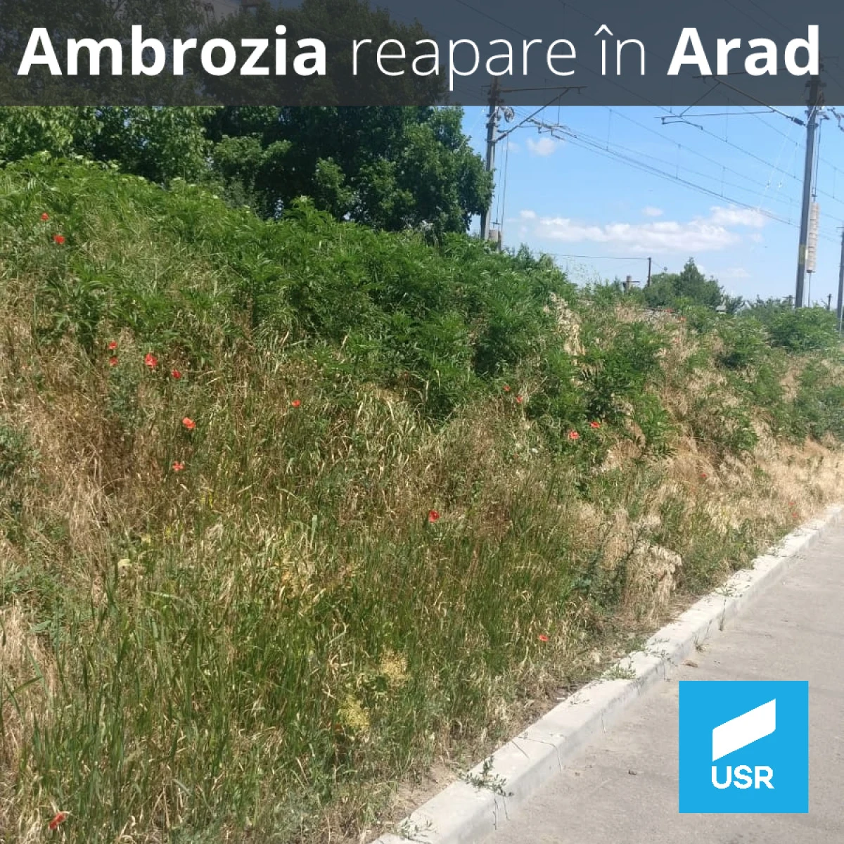 USR Arad cere lucrări de combatere a ambroziei