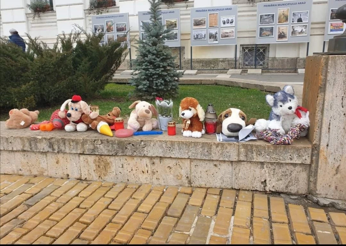 Val de emoţie după moartea unui câine adoptat de la adăpostul Primăriei Arad, unde s-ar fi îmbolnăvit