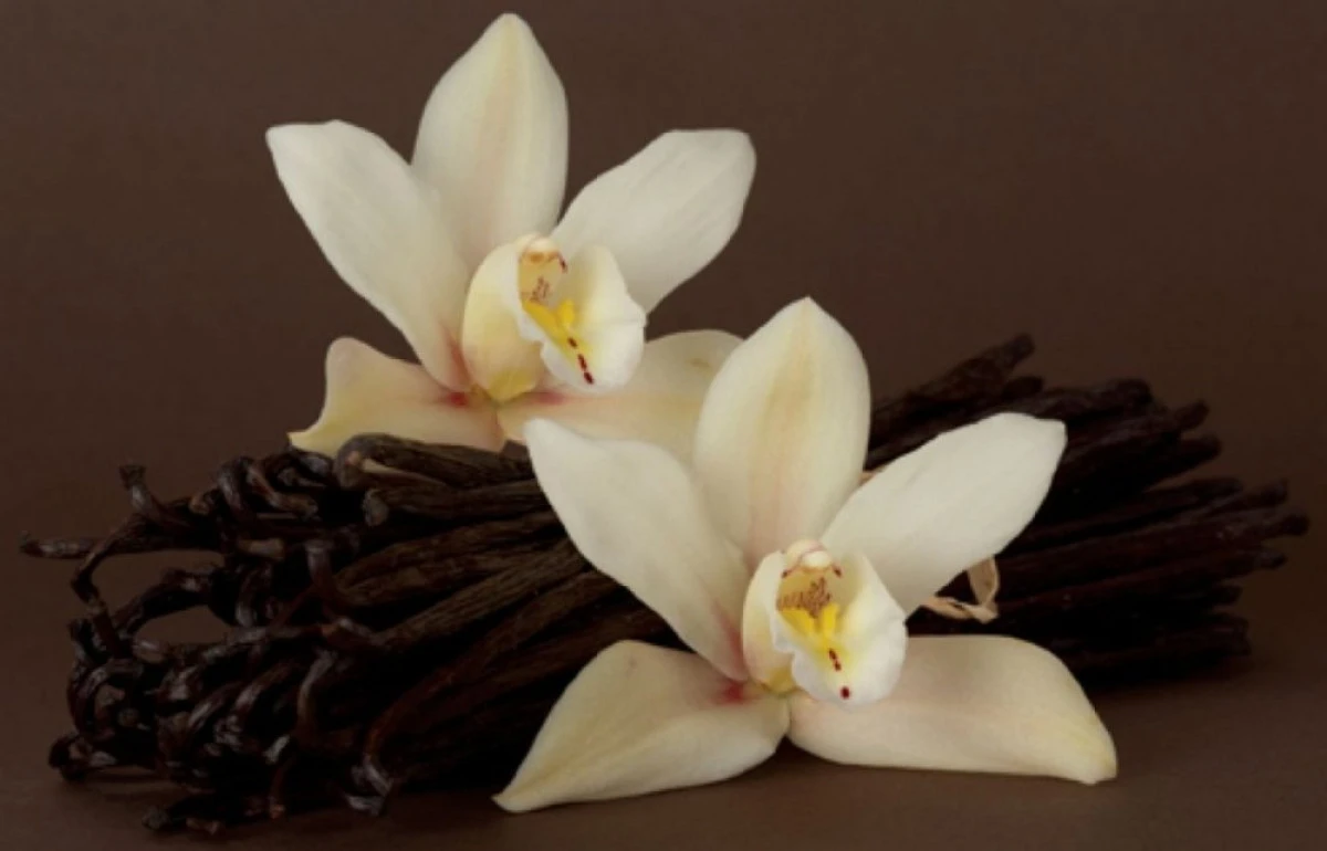 VANILIA REDUCE INFLAMATIA SI AMELIOREAZA DURERILE DE GAT