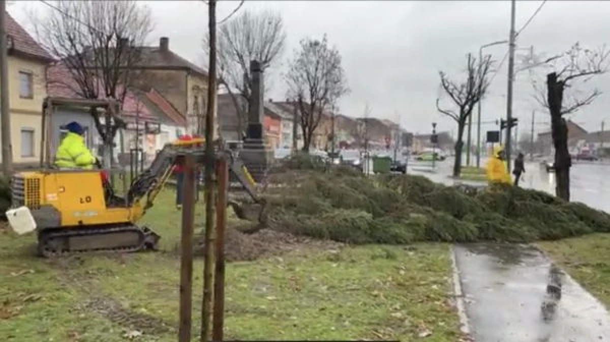 Vântuțul de 70 km pe oră a doborât toți brazii de Crăciun din oraș. Bibarț a găsit motivul: „Sunt naturali"