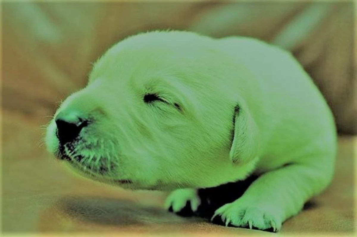 Viața bate filmul! Un Labrador Retriever s-a născut cu blana verde