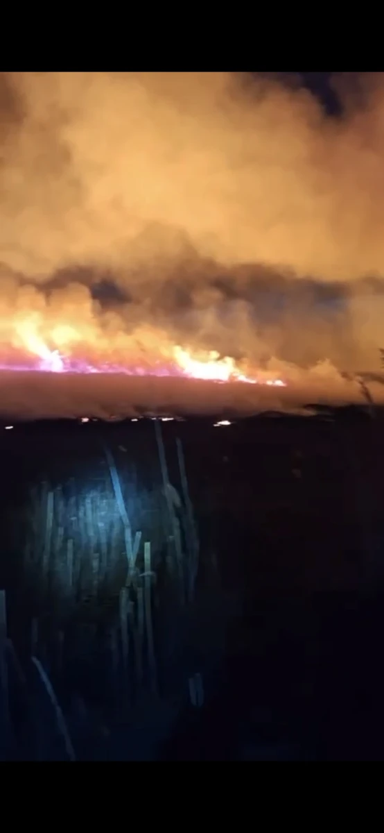 (VIDEO) Incendiu de vegetație lângă un parc fotovoltaic, la Chișineu-Criș. Zece hectare au fost afectate