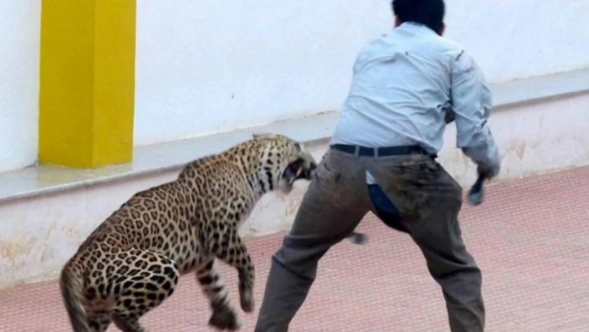 (VIDEO) LEOPARD SCAPAT INTR-O SCOALA. MAI MULTE PERSOANE AU FOST RANITE