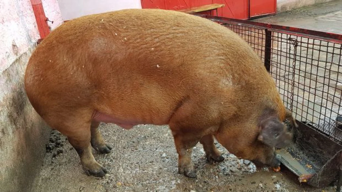 (VIDEO) Porc uriaș, de jumătate de tonă, crescut de o familie din Arad