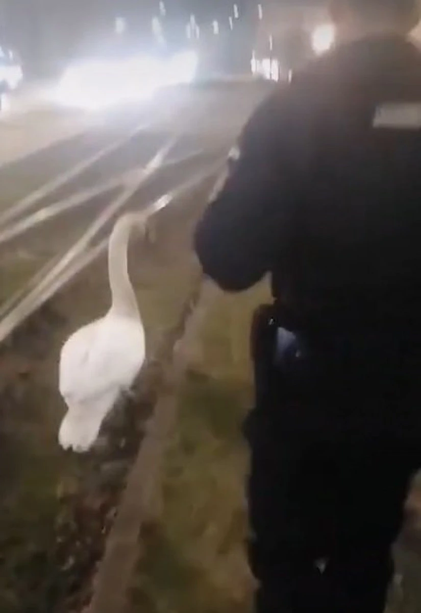 (VIDEO) Se întâmplă la Arad: Șase jandarmi au încercat să alunge o lebădă aflată în trafic