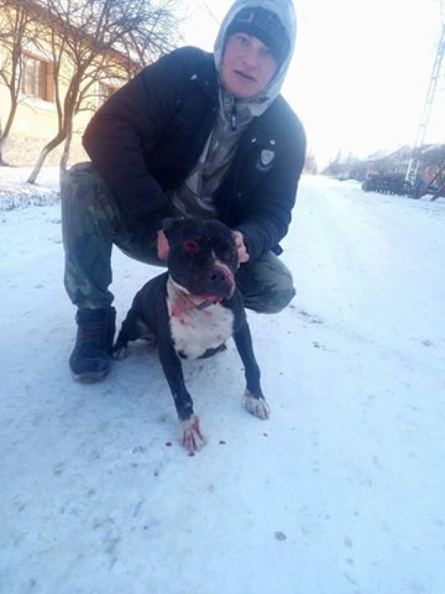 (VIDEO) Un arădean își folosește pitbull-ul pentru a ucide alte animale