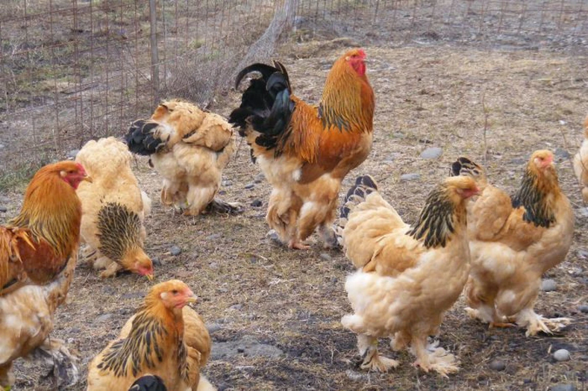 VIRUSUL H5N1 A FOST DEPISTAT LA 150 DE KILOMETRI DE ROMANIA