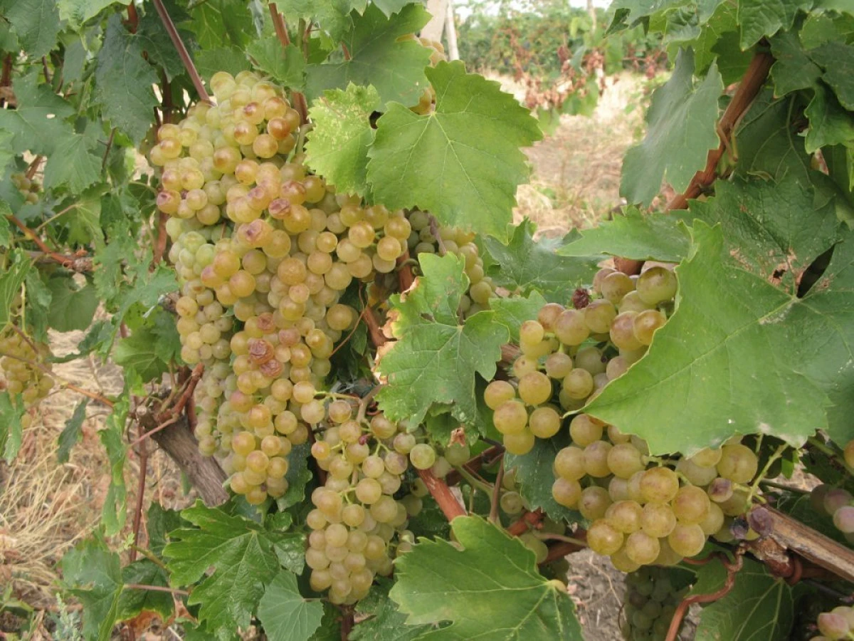 Viticultorii arădeni reclamă distrugeri de până la 60% la recoltele de struguri, provocate de mistreți