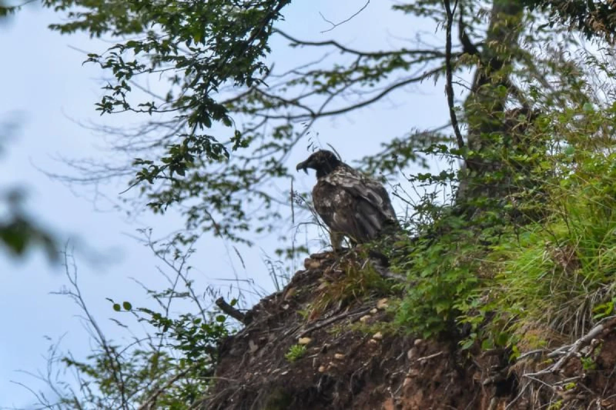 ZĂGANUL, OBSERVAT ÎN ROMÂNIA DUPĂ 83 DE ANI