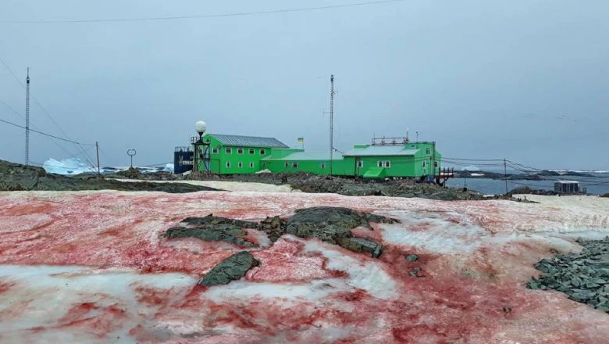 Zăpada dintr-o regiune din Antarctica a devenit roșie
