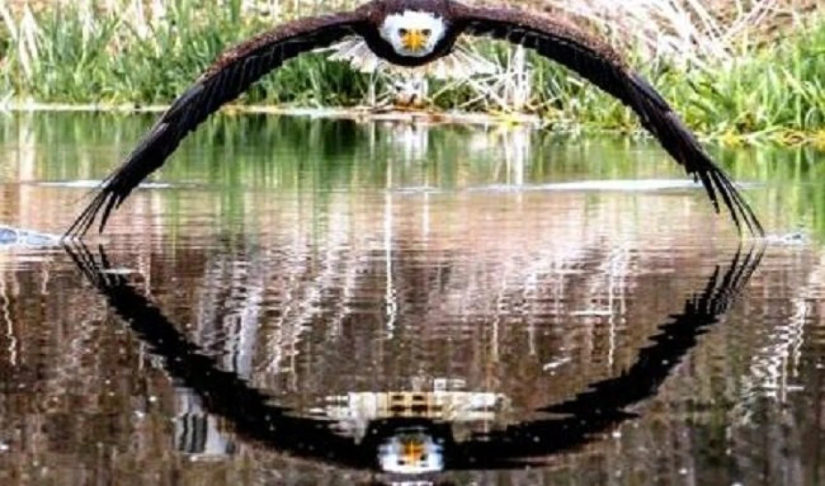 Zborul perfect simetric al unui vultur, surprins de un fotograf amator