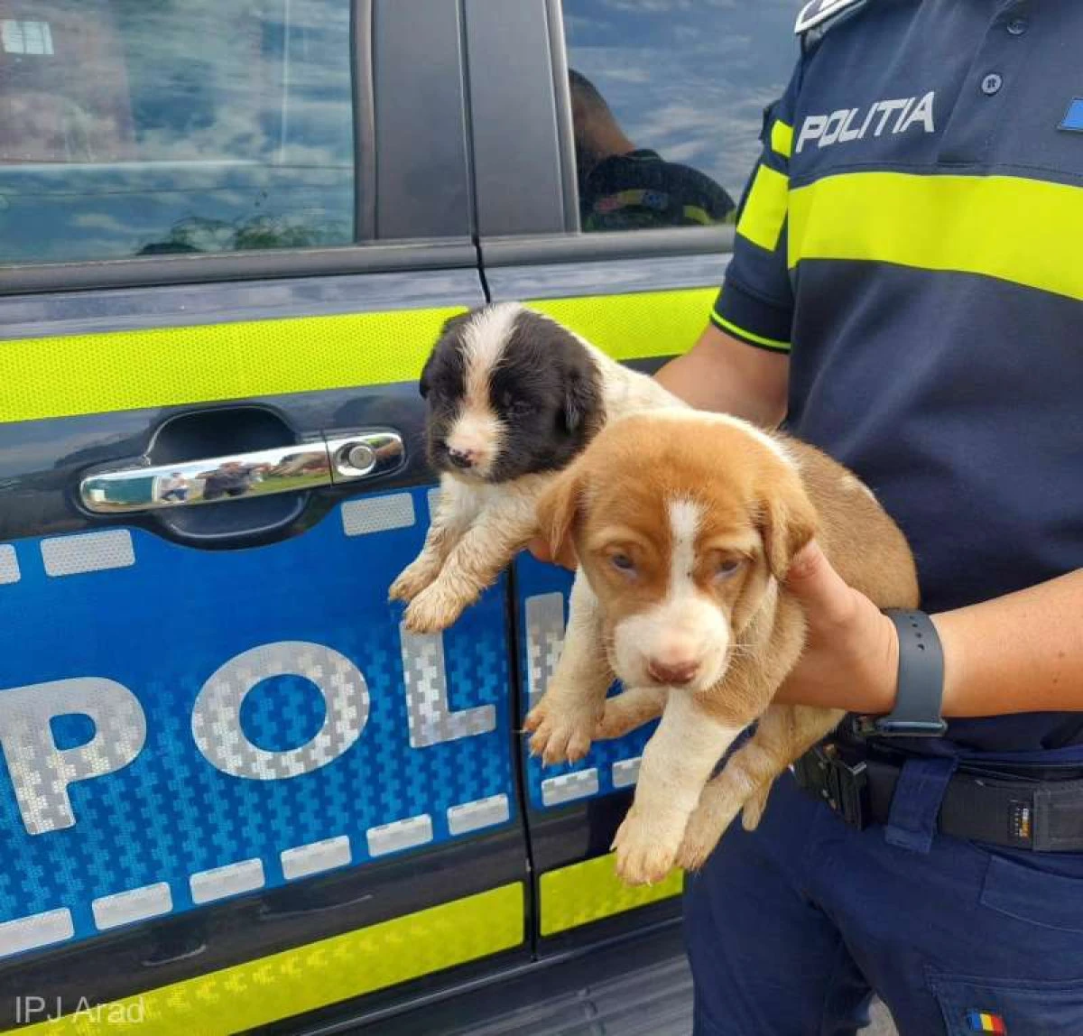Zeci de câini, ţinuţi în condiţii improprii, au fost luaţi de la o femeie din Sebiș şi duşi la un adăpost