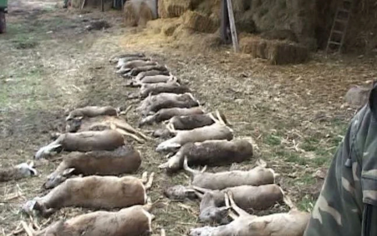 Zeci de căprioare au fost găsite otrăvite, la Secusigiu