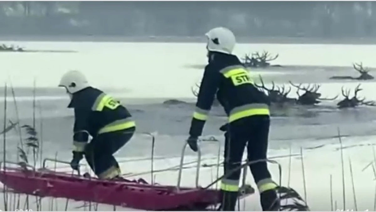 Zeci de cerbi speriați de braconieri au căzut într-un lac. Multe dintre animale s-au înecat