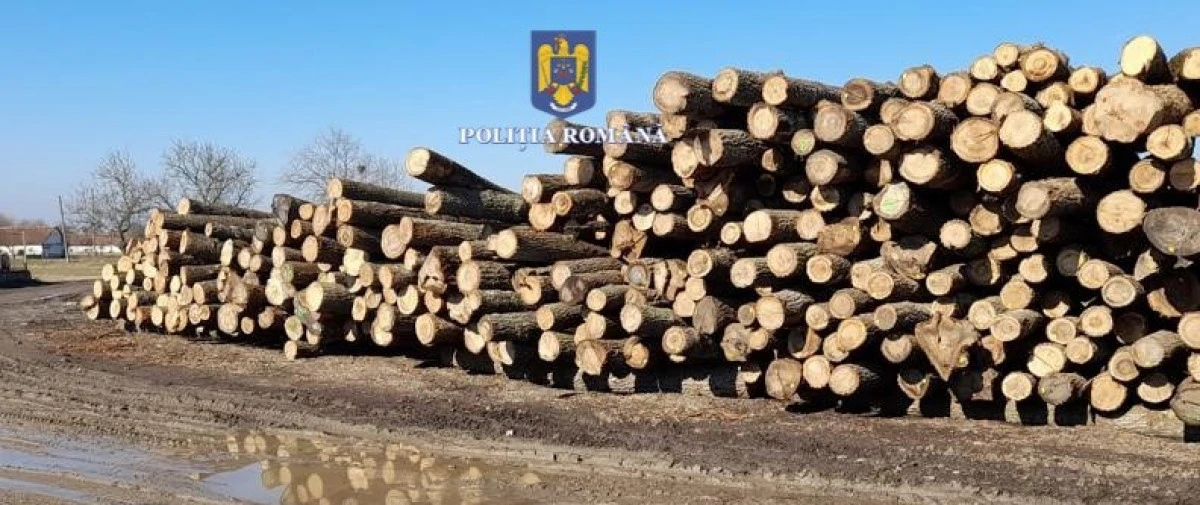 Zeci de metri cubi de lemn confiscați de polițiștii arădeni