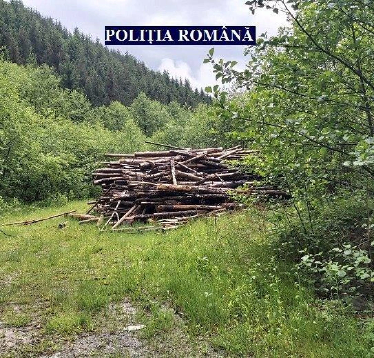 Zeci de transportatori de lemne au fost verificați de polițiștii Serviciului de Ordine Publică