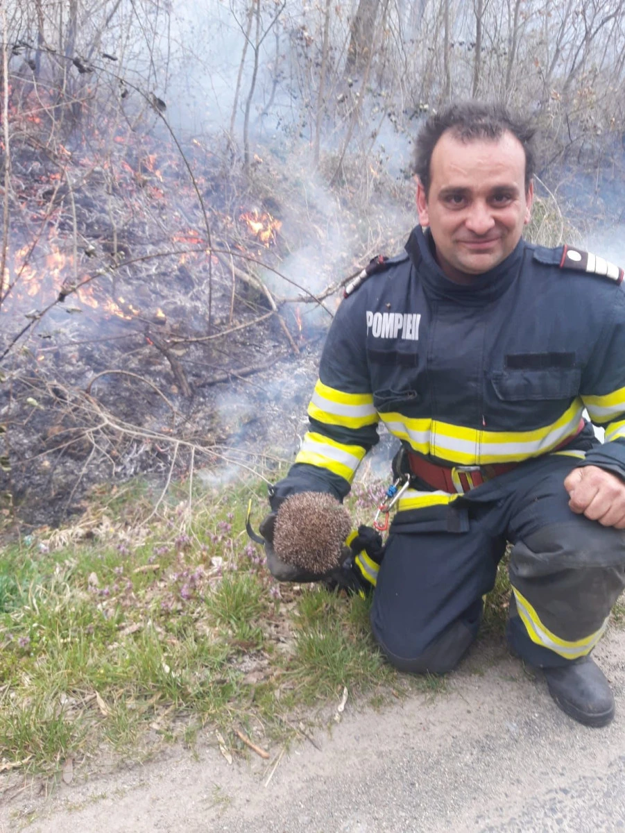 Zi de foc pentru pompierii militari arădeni, dar cu noroc pentru un... arici!