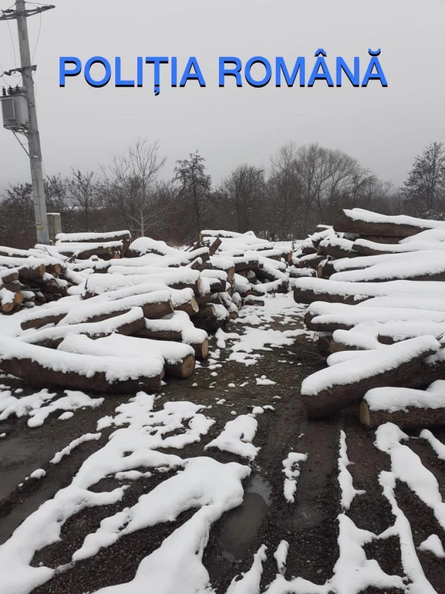 Zona Buteni, în colimatorul polițiștilor - este vizată exploatarea materialului lemnos