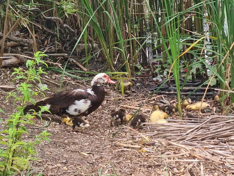 Apel al Administrației Parcului Natural Lunca Mureșului: Nu abandonați animale în aria protejată! Amenzi de până la 50.000 de lei