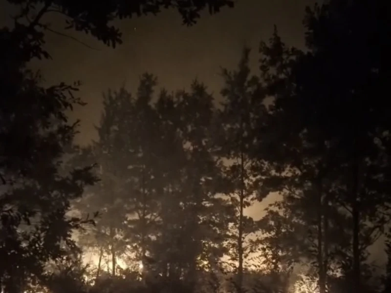 Incendiu de vegetație uscată, în apropiere de Căpâlnaș. Pompierii intervin pentru stingerea flăcărilor