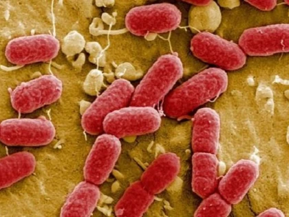 12 britanici au murit după ce s-au infectat cu o bacterie rară