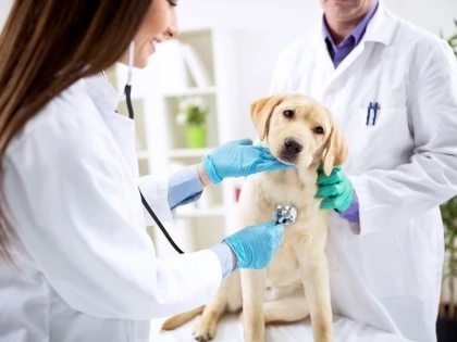 15 mai - Ziua naţională a medicului veterinar