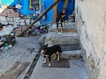 16 câini salvați de polițiștii Biroului Pentru Protecția Animalelor
