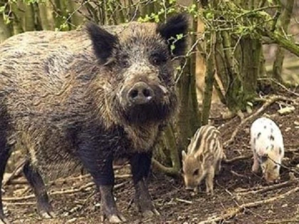 17 focare de pestă porcină africană în județul Arad, toate pornite de la porci mistreţi