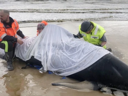 380 de balene au murit după ce au eşuat într-un golf din Tasmania
