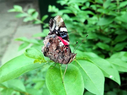 400.000 de insecte ar putea să dispară în viitorul apropiat