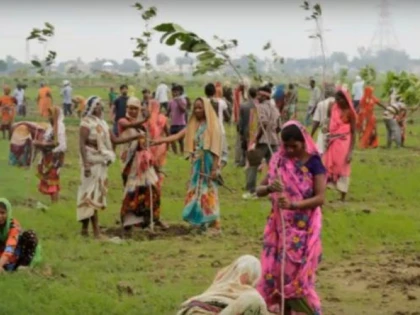50 DE MILIOANE DE COPACI, PLANTAȚI ÎN INDIA ÎN DOAR 24 DE ORE