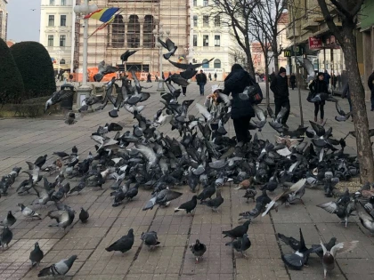 500 de lei amenda dacă hrănești porumbeii în Timișoara