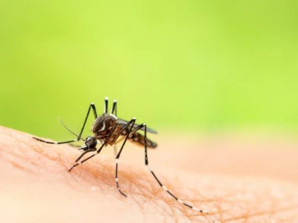 750 de milioane de țânțari modificați genetic vor fi eliberați în Florida
