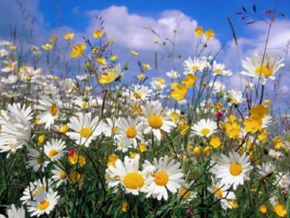 8 plante gratuite cu puteri vindecătoare